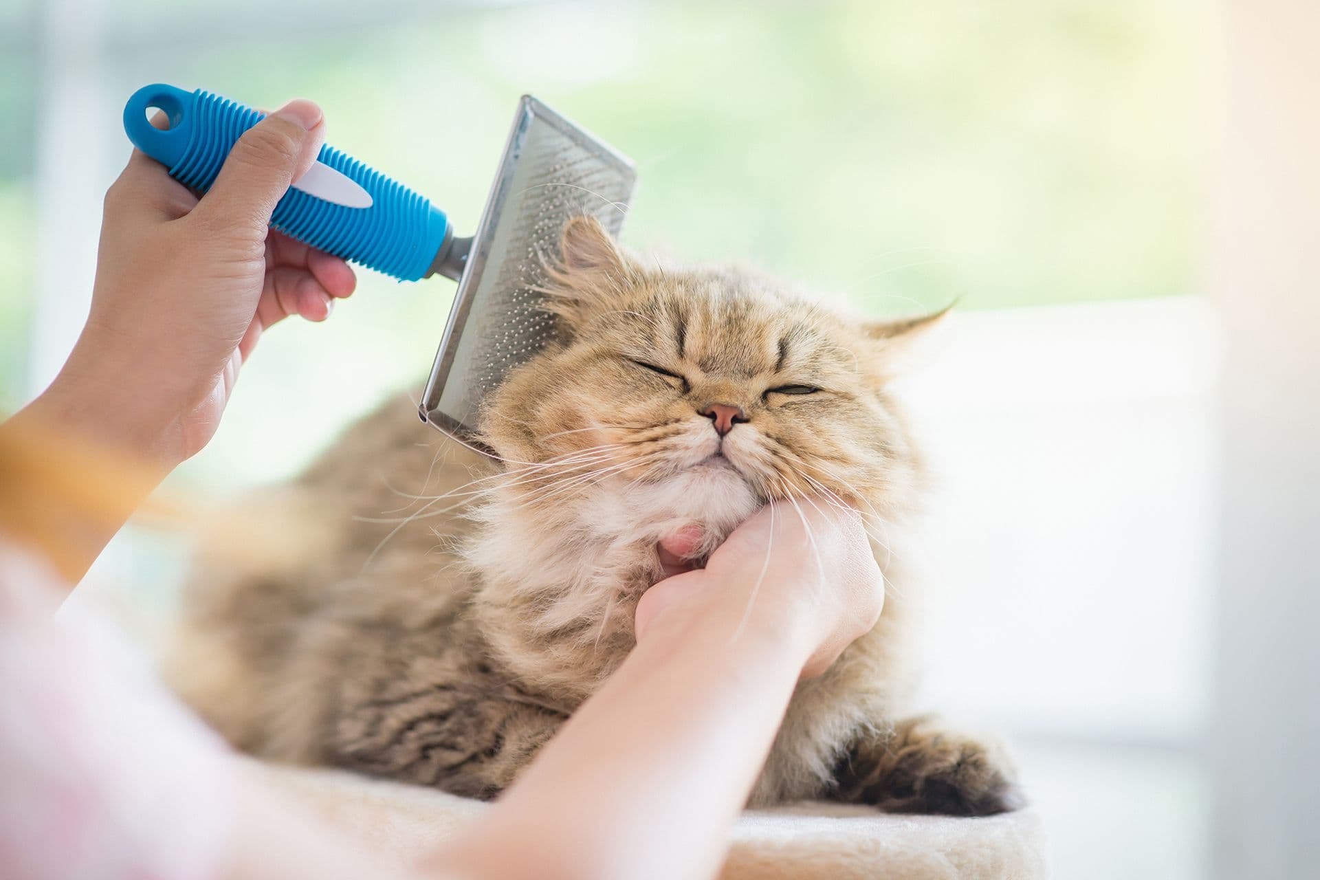 Why Groom at Cozy Cat Suites?